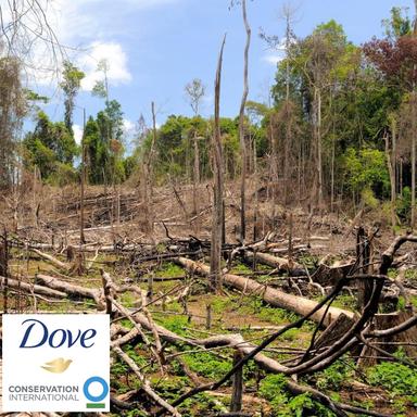 Dove se lance dans la restauration forestière