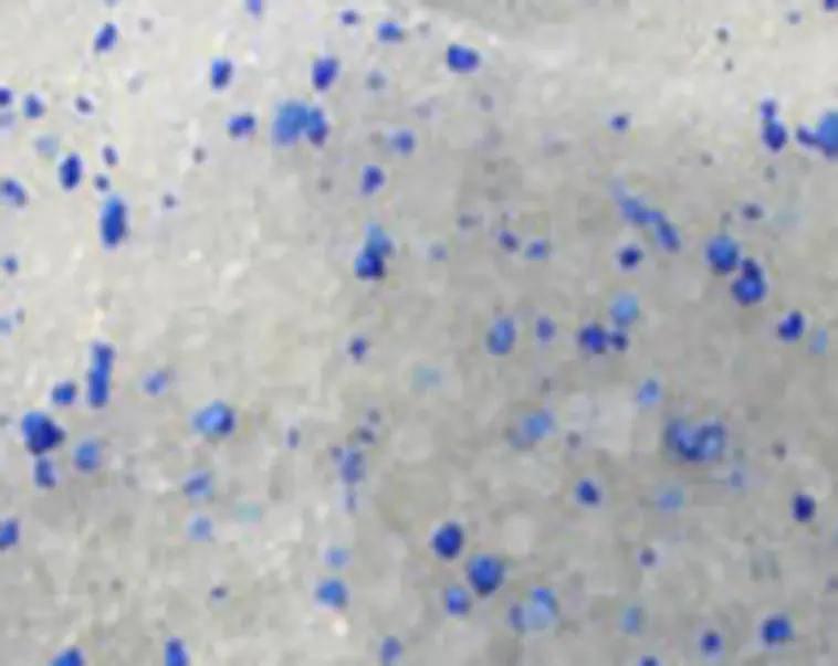 Abrasive Agent CosmeticOBSL'Observatoire des Cosmétiques Basics