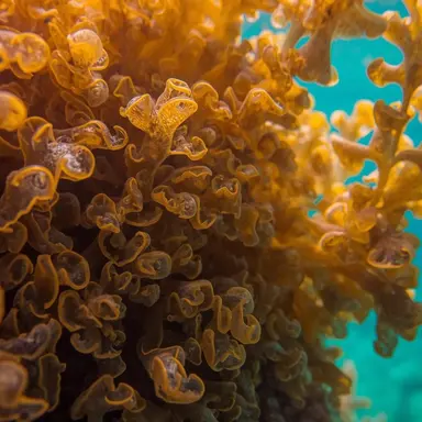 Les algues en cosmétique (2/3)