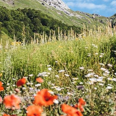 Protection de la biodiversité : Clarins s'engage devant notaire