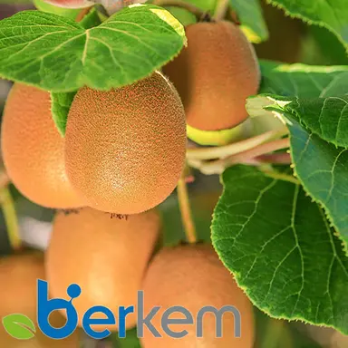Berkem lance un nouvel actif extrait de la feuille de kiwi