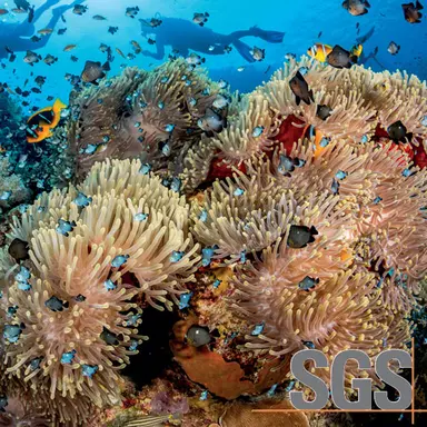 ReefTox, un nouveau test pour évaluer les impacts des cosmétiques sur les coraux