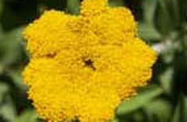 La tonique immortelle