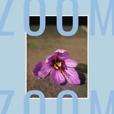 Les parfums au safran