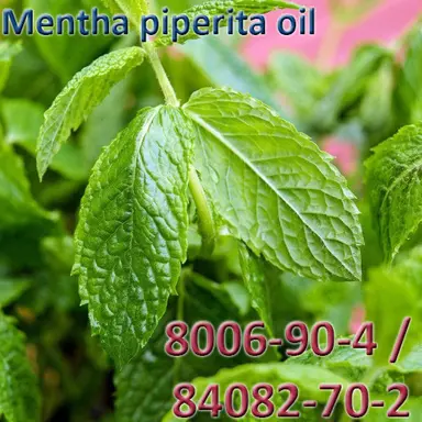 Mentha piperita oil