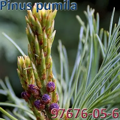 Pinus pumila