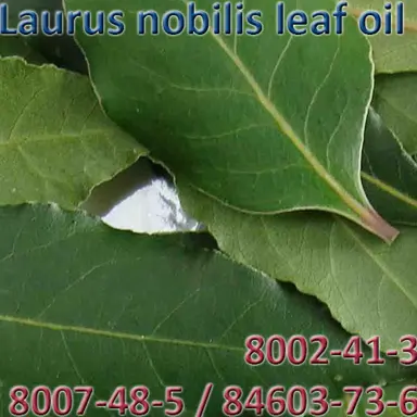 Laurus nobilis leaf oil