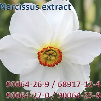 Narcissus extract