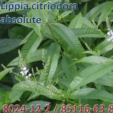 Lippia citriodora absolute