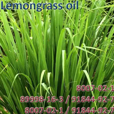 Lemongrass oil