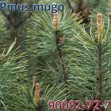 Pinus mugo
