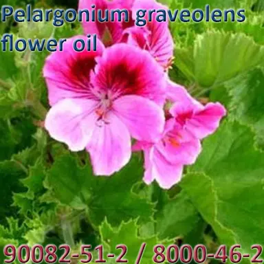 Pelargonium graveolens flower oil