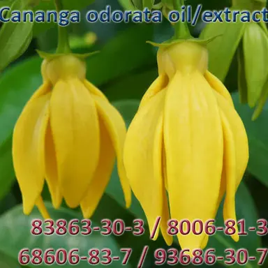 Cananga odorata oil/extract