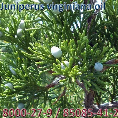 Juniperus virginiana oil