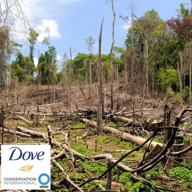 Dove se lance dans la restauration forestière