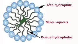 micelle