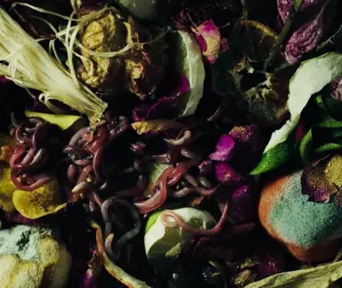 Fleurs fanées et fruits pourris avec des vers de terre
