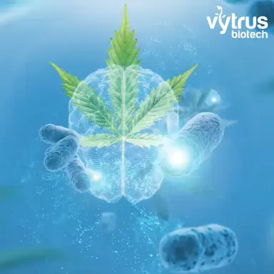 Kannabia Sense : l'actif cosmétique qui murmure à l'oreille du microbiote
