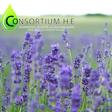 Le Consortium HE appelle les autorités réglementaires à revoir leur position sur les huiles essentielles