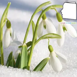 fleur dans la neige