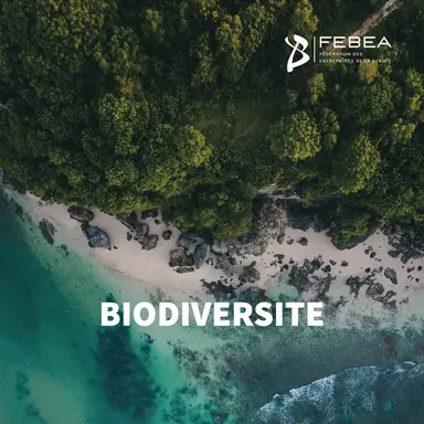 La FEBEA s'engage pour une filière plus responsable