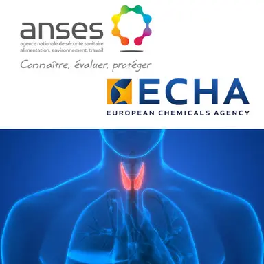 L’Anses propose d’identifier le résorcinol comme un perturbateur endocrinien avéré Article