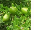argan_01