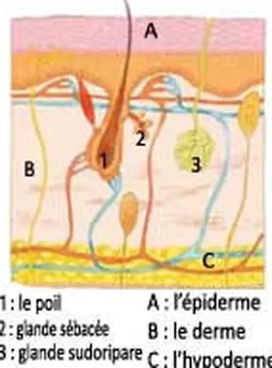 ©L'Observatoire des Cosmétiques