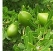 argan_01