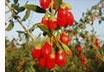 goji