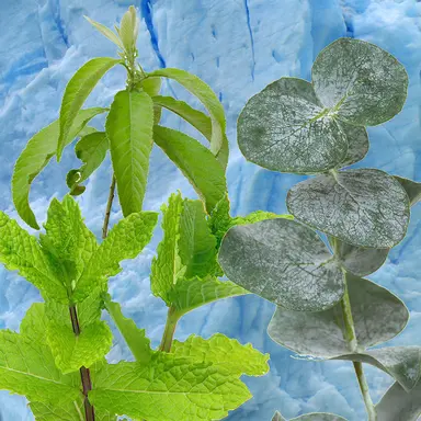 Camphor, Menthol, Eucalyptol : les terpénoïdes en cosmétique