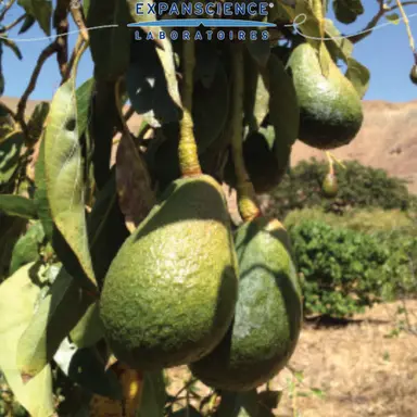 Expanscience lance une huile vierge d’avocat bio