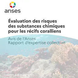 Toxicité des filtres UV sur les coraux : les recommandations de l'Anses